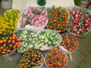 Продаются Тюльпаны ( Голландия )