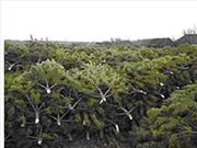 Живые срезанные сосны(елки) оптом с лесхоза к Новому году
