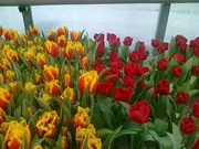 тюльпаны и гиацинты к 8 марта от производителя