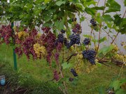 Саженцы винограда оптом и в розницу
