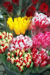 Тюльпаны оптом к 8 марта 