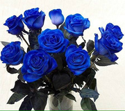 Синие розы от 200 руб./шт.