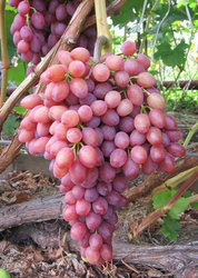 Весенние саженцы винограда
