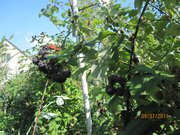 саженцы чёрной малины Кумберленд с открытой и закрытой корневой систем